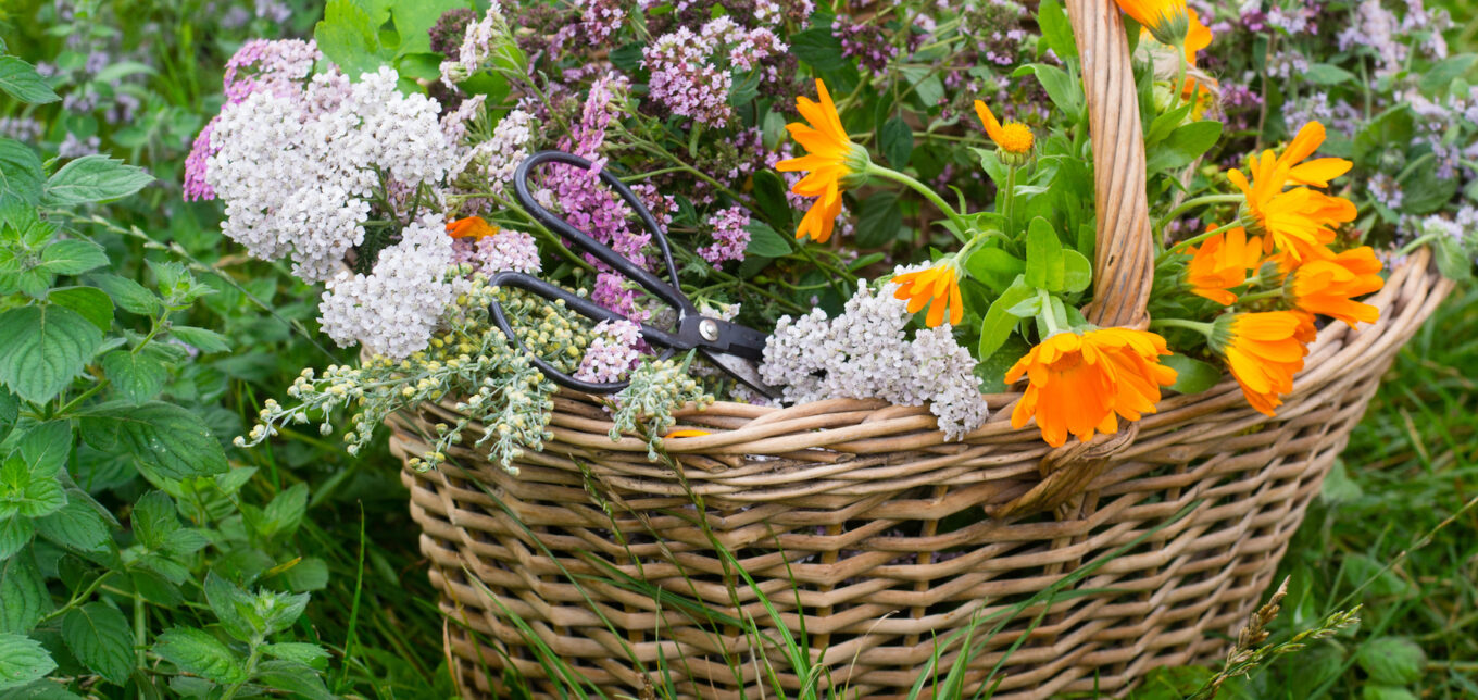 10 Edible Medicinal Flowers To Grow – Mother Earth News - Vimarsana News